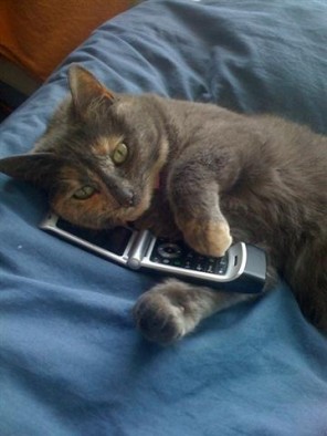 GattoTelefono-Bluebell_on_the_phone-Small