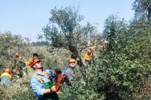 xylella-fastidiosa-3-600x400